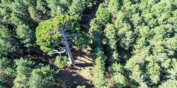 New Climate Bill: Reforestation Incentives' Impact by 2026 - Cover Image