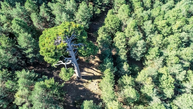 New Climate Bill: Reforestation Incentives’ Impact by 2026