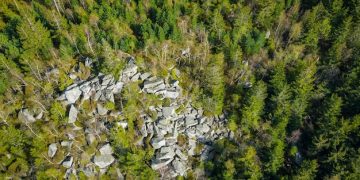 US Deforestation Spike 8%: Carbon Credit Impacts Explained - Cover Image