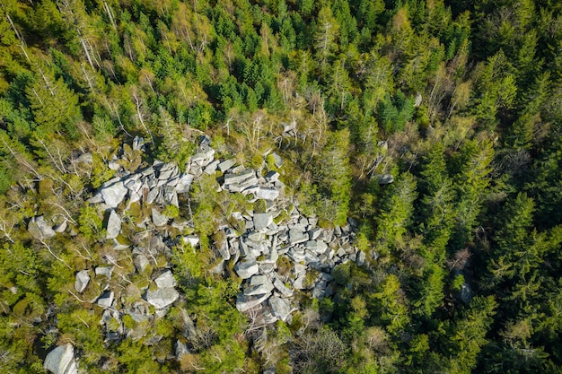 US Deforestation Spike 8%: Carbon Credit Impacts Explained