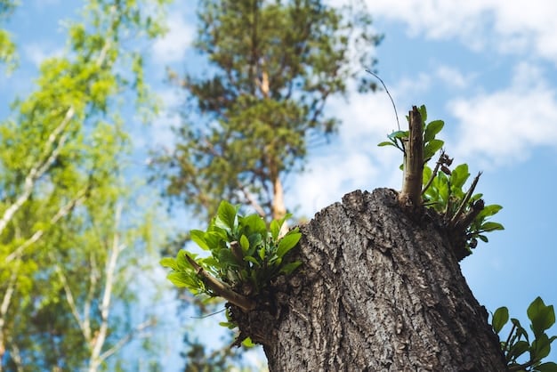 A thriving, reforested area with young trees growing vigorously, demonstrating successful ecological restoration and hope for environmental recovery, under a clear sky.