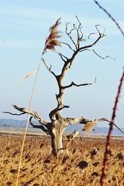 A parched, cracked earth with a skeleton of a tree under a scorching sun, illustrating severe drought conditions.