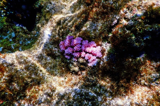 A bleached coral reef, devoid of color and marine life, contrasted with a single, healthy, vibrant coral in the foreground, highlighting the devastating impact of ocean warming.