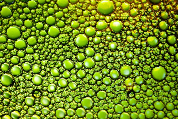 A detailed microscopic image of algae cells, vibrant green with visible oil droplets, representing their potential as a biofuel source. The image is clean and scientific.