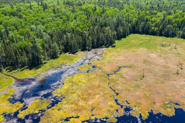 Deforestation’s Impact on US Water: New Study & Solutions