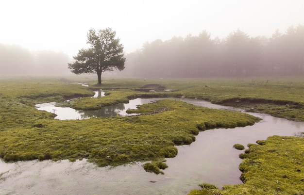 Side-by-side comparison of two rivers: one clear and flowing through a forested area, and another muddy and shallow near a deforested agricultural zone.