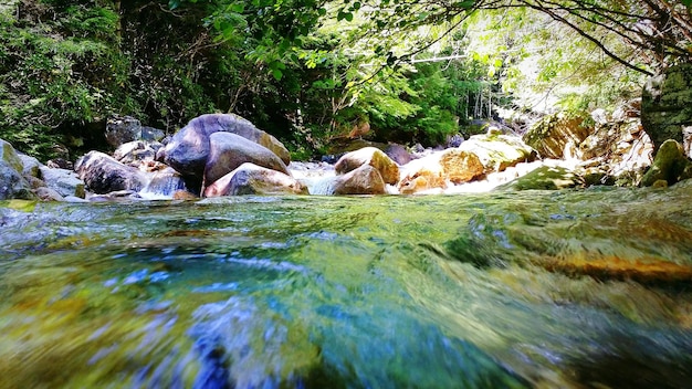 A healthy, biodiverse forest with a clear river flowing through it, showcasing vibrant plant life and an animal in the distance, representing rich ecosystem services.