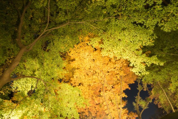 US Unveils Bold New Measures Against Illegal Logging & Deforestation