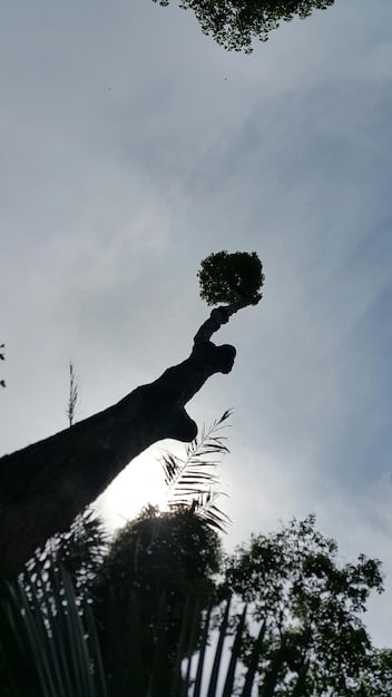 A silhouette of a hand holding a small sapling against a backdrop of a city skyline, blending nature with urban development, representing sustainable practices and ethical consumption. Colors should be natural green and blue tones mixed with urban grays.