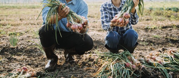 A vibrant image of a diverse, healthy farm practicing sustainable agricultural methods, perhaps showing cover crops, integrated livestock, and healthy soil.